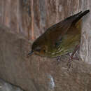 Image of Large Scrubwren