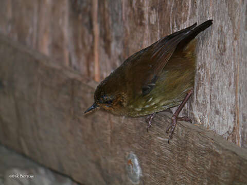 Image of Large Scrubwren