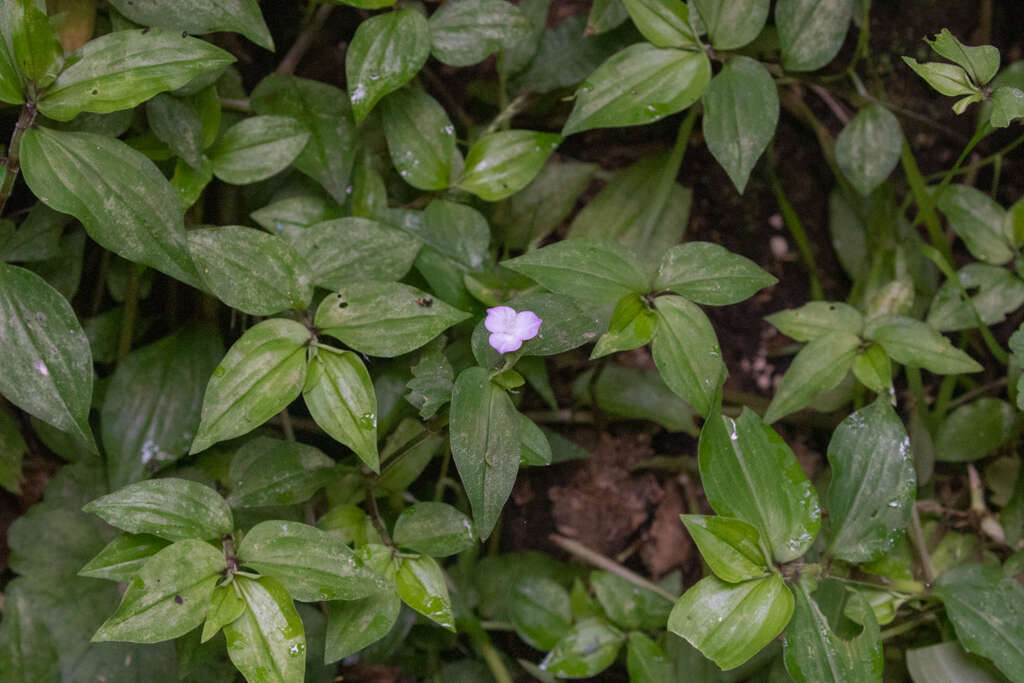 Image de Tradescantia poelliae D. R. Hunt