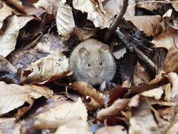 Image of Bank Vole