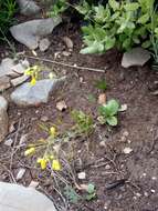 صورة Brassica souliei subsp. amplexicaulis (Desf.) Greuter & Burdet