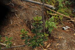 Image of Clethra fimbriata Kunth