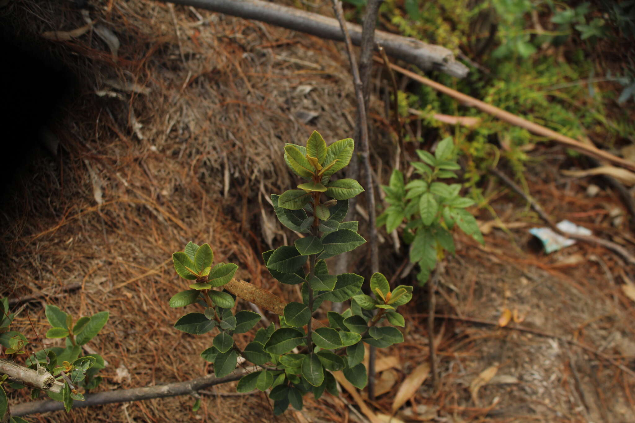 Image of Clethra fimbriata Kunth