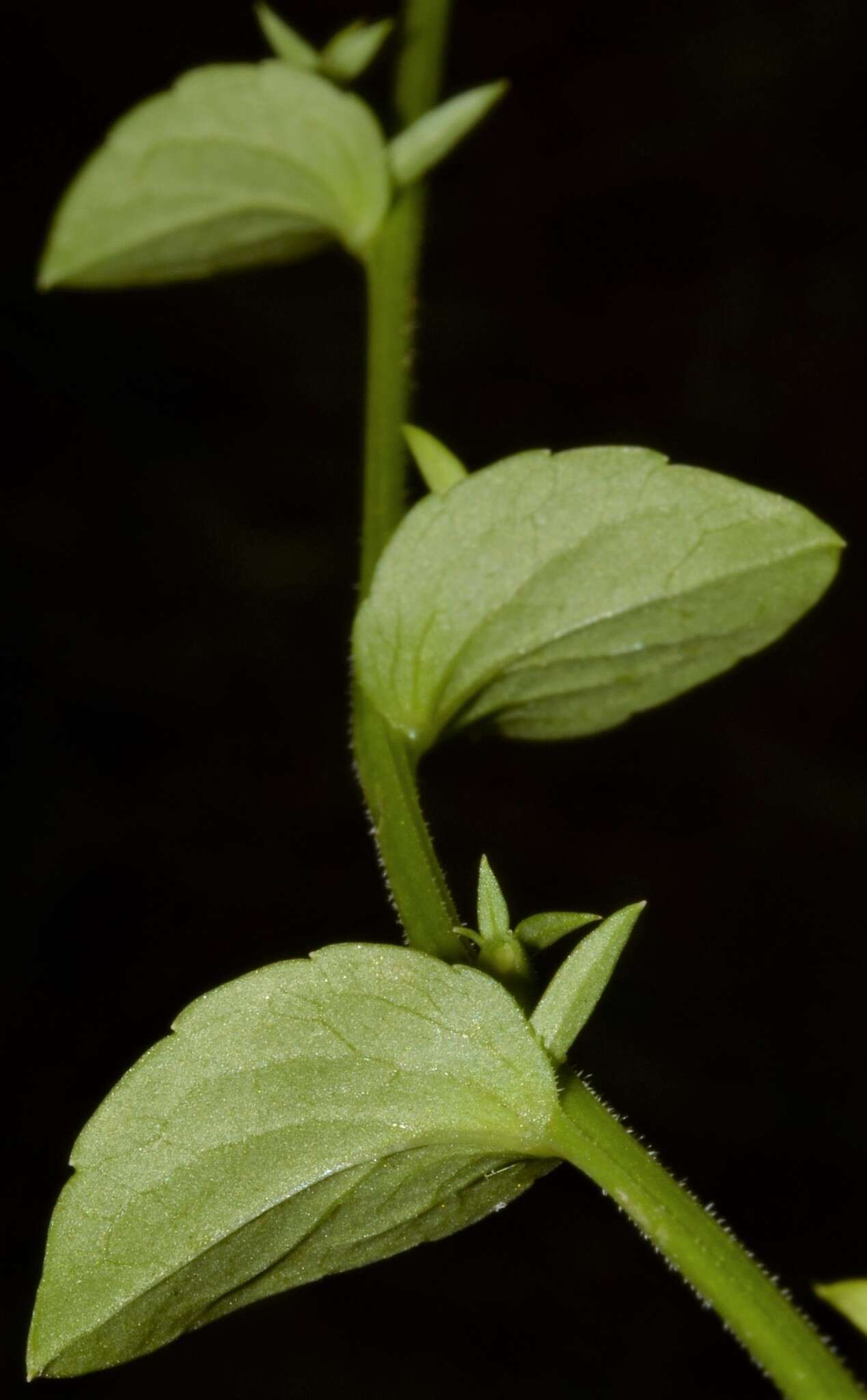 Image of prairie Venus' looking-glass