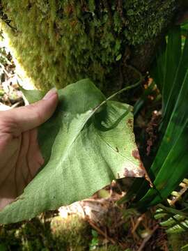 Image of Triploid Fern