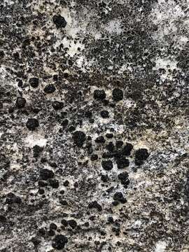 Image of lempholemma lichen