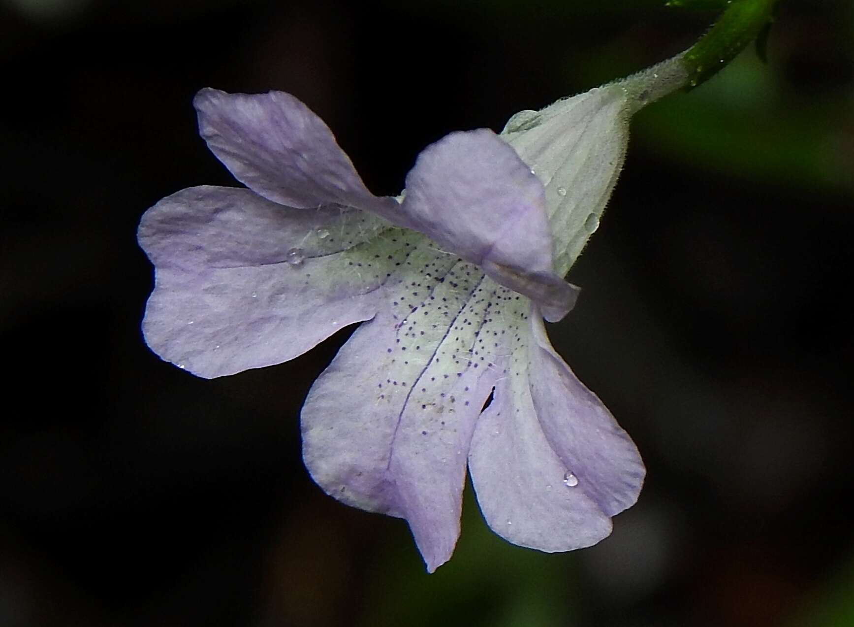 صورة Ruellia rubra Aubl.