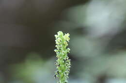 Platanthera flava var. flava的圖片