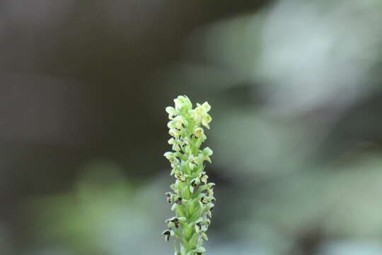 Image of palegreen orchid