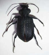 Image of Calosoma (Ctenosta) senegalense Dejean 1831