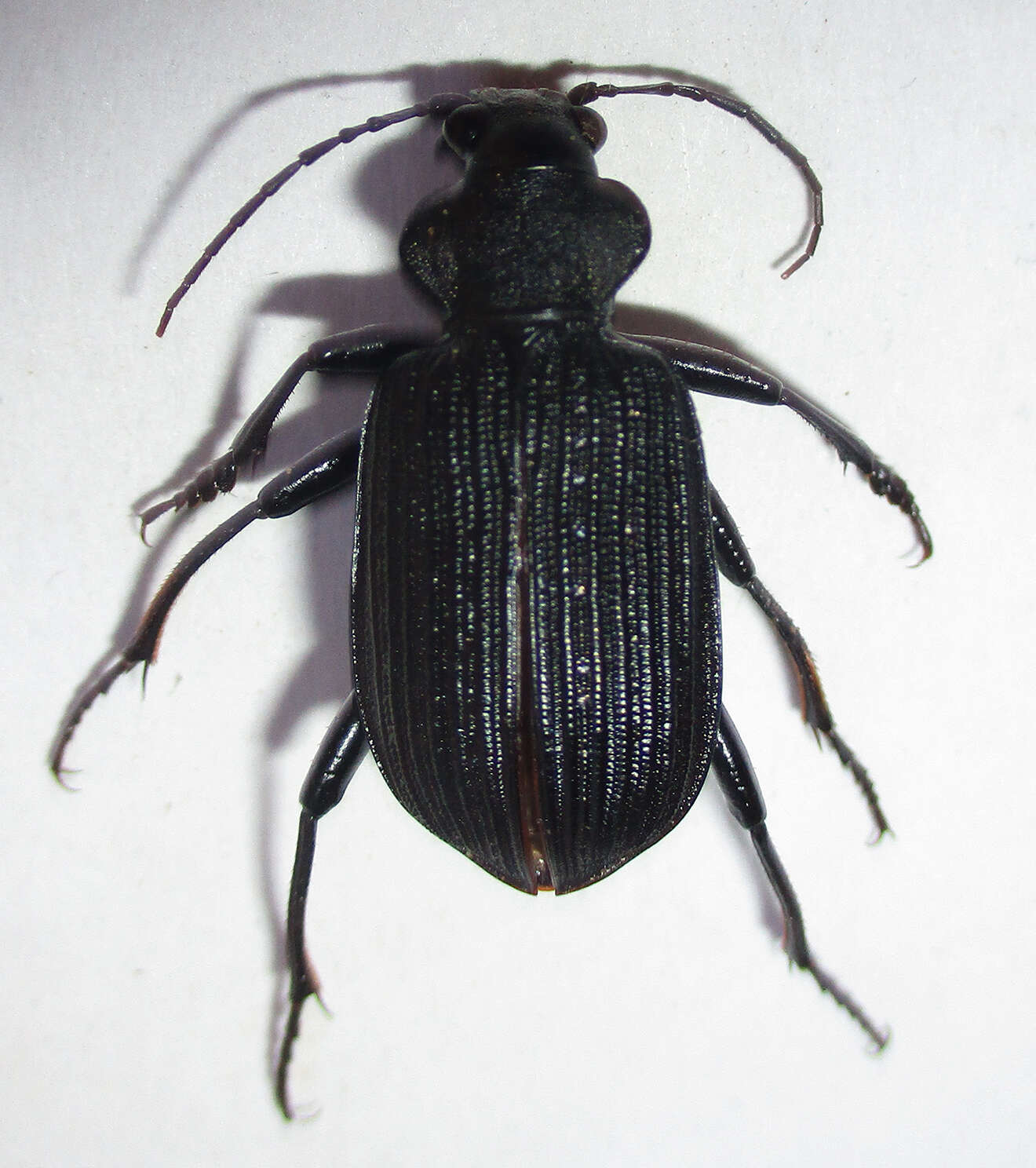 Imagem de Calosoma (Ctenosta) senegalense Dejean 1831