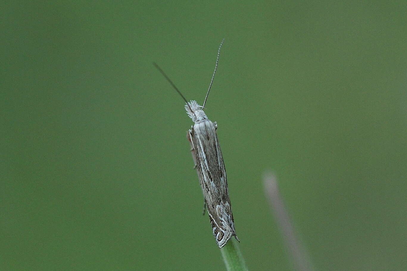 Image of Isophrictis striatella