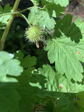 Image of spring gooseberry