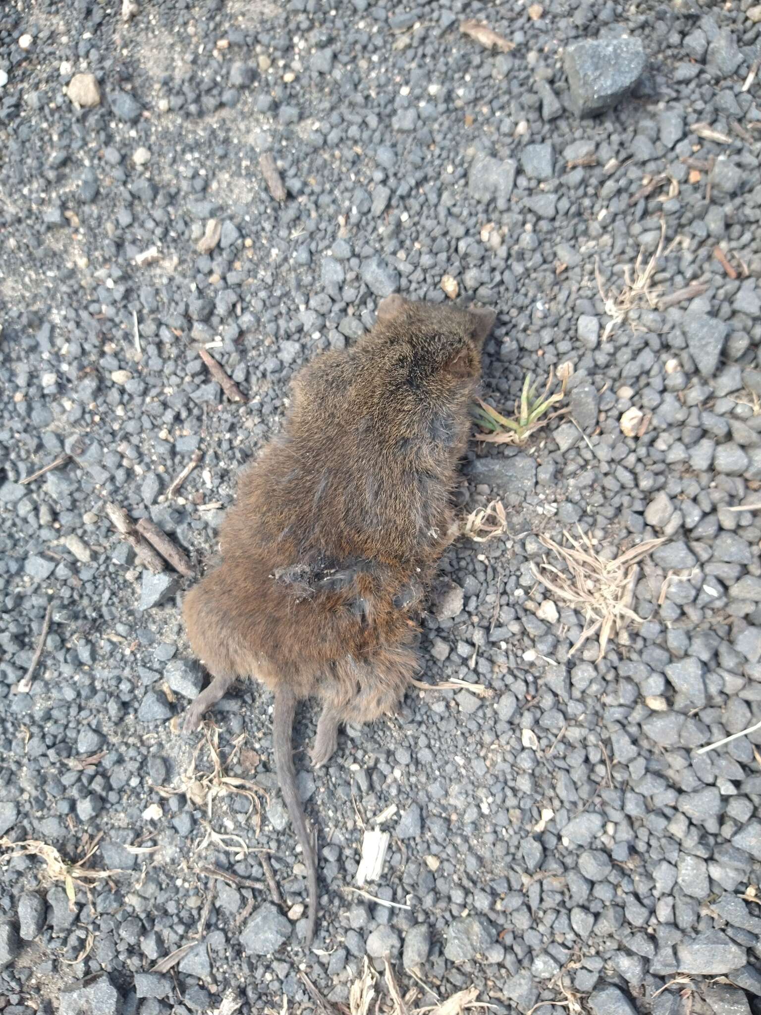 Image of Dusky Antechinus