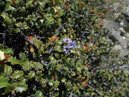 Image of Jepson ceanothus