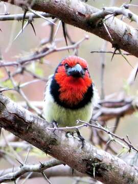 Image of Black-collared Barbet