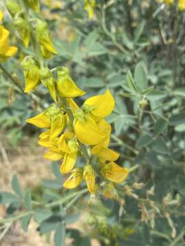 Image de Crotalaria argyraea Baker