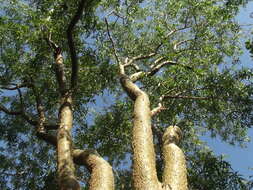 Image of Bursera lancifolia (Schltdl.) Engl.