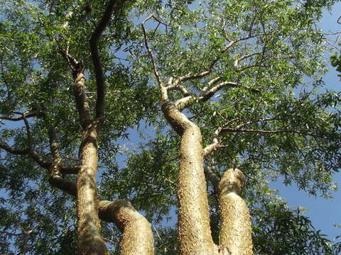 Image of Bursera lancifolia (Schltdl.) Engl.