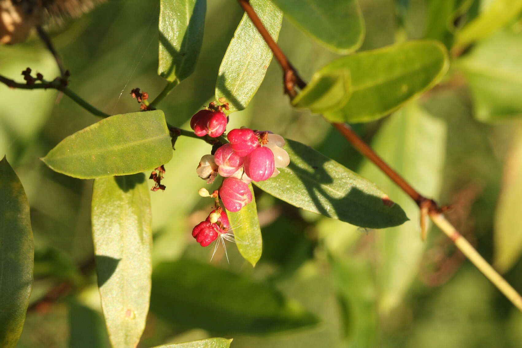 Image of Muehlenbeckia sagittifolia (Ortega) Meisn.