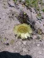 Image of Corryocactus dillonii