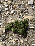 Image of seaside amaranth