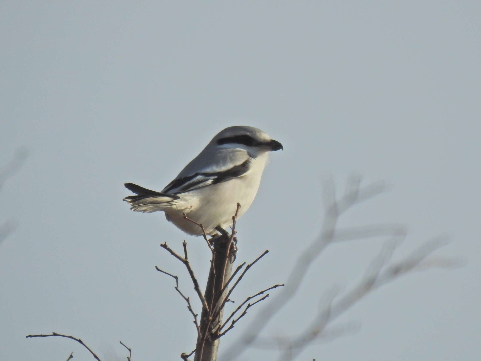 Слика од Lanius sphenocercus Cabanis 1873