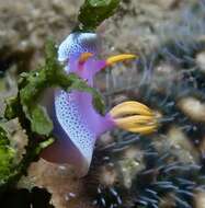 Plancia ëd Hypselodoris apolegma (Yonow 2001)