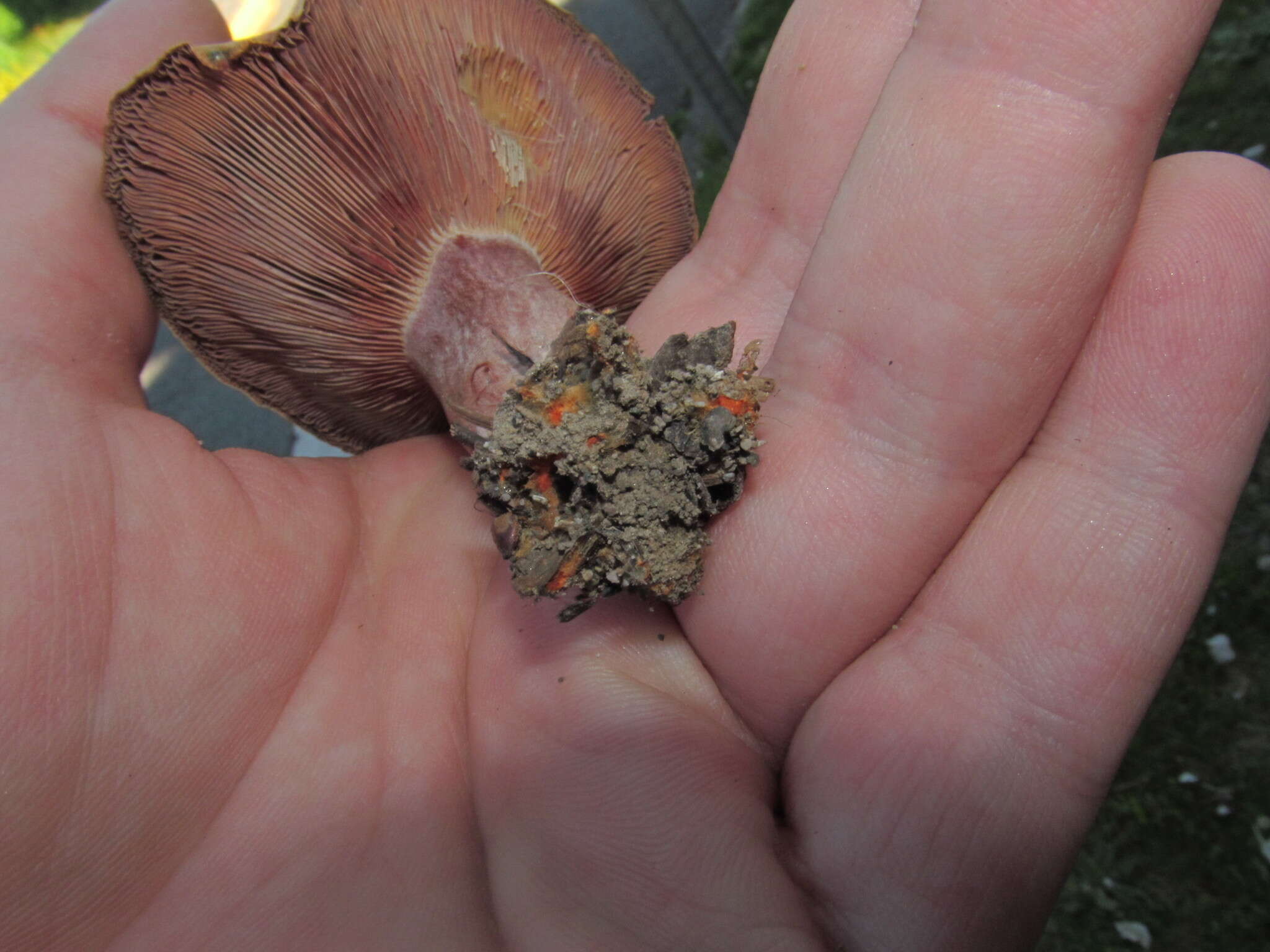 Image of Lactarius rubrilacteus Hesler & A. H. Sm. 1979