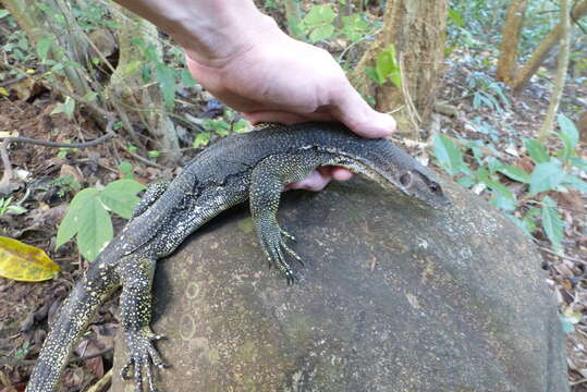 Image of Marbled Water Monitor