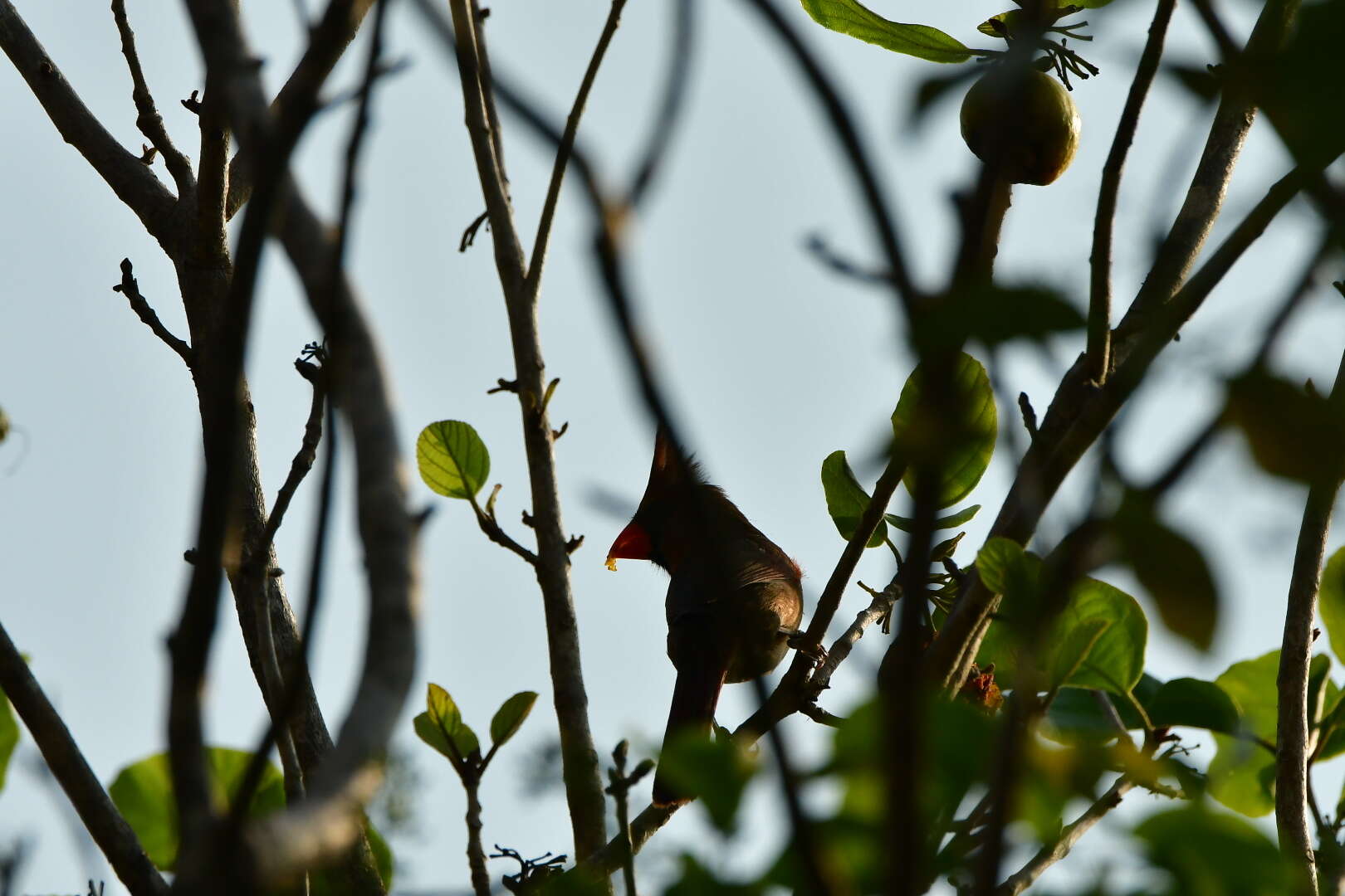 Imagem de Cardinalis cardinalis saturatus Ridgway 1885