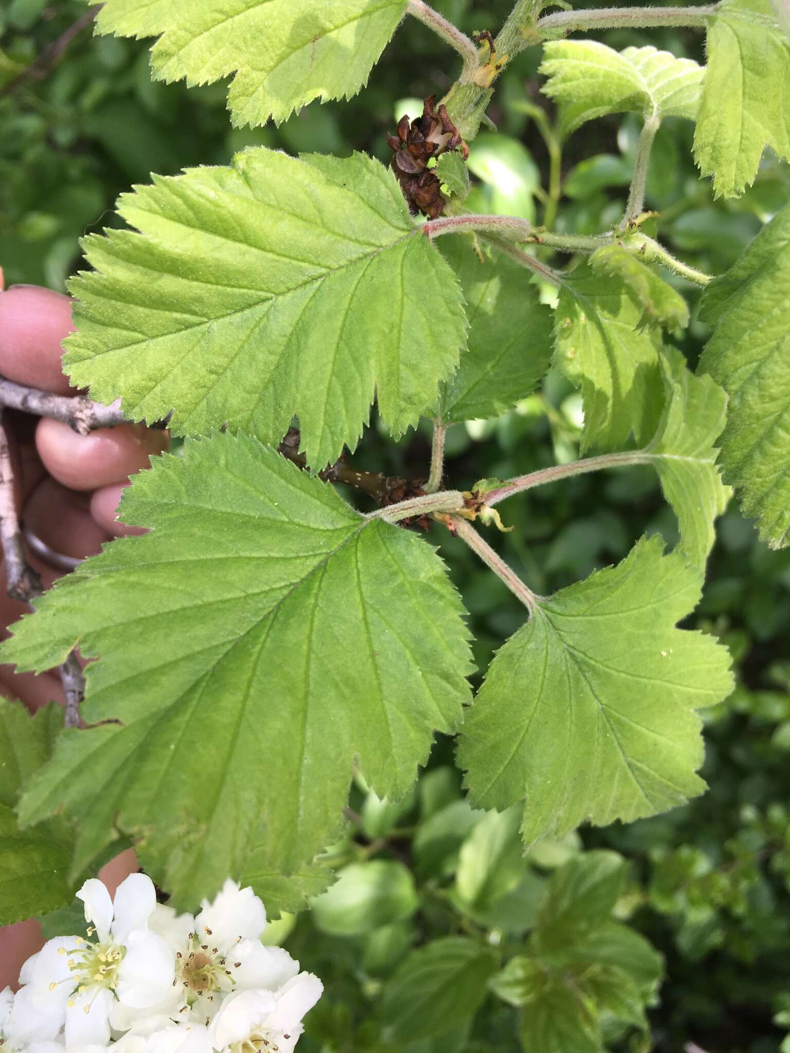 Image de Crataegus mollis (Torr. & Gray) Scheele