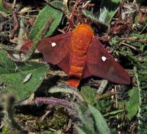 Image of Pink-striped Oakworm