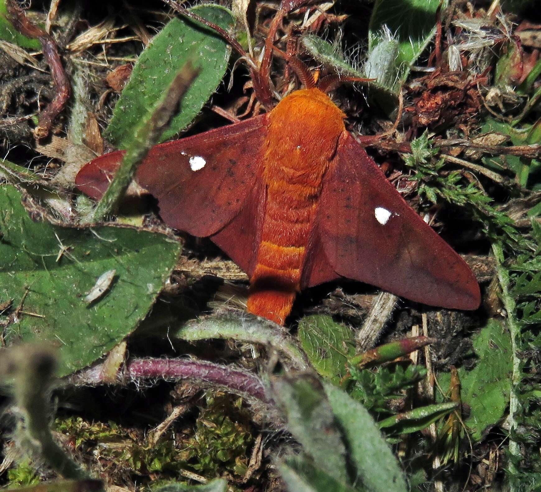 Anisota virginiensis (Drury 1773)的圖片