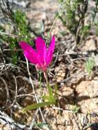 Hesperantha latifolia (Klatt) M. P. de Vos的圖片