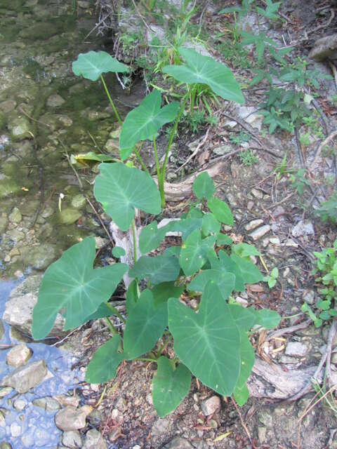 Image of Wild Taro