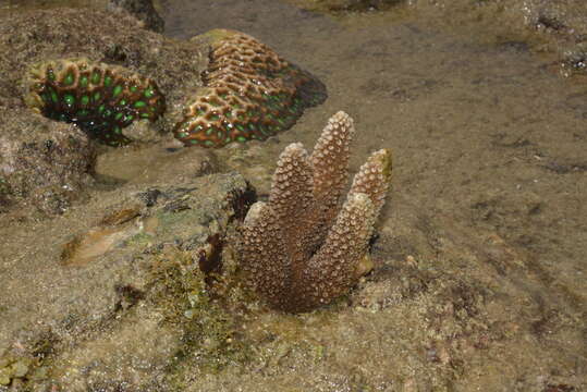 Image of Acropora robusta (Dana 1846)