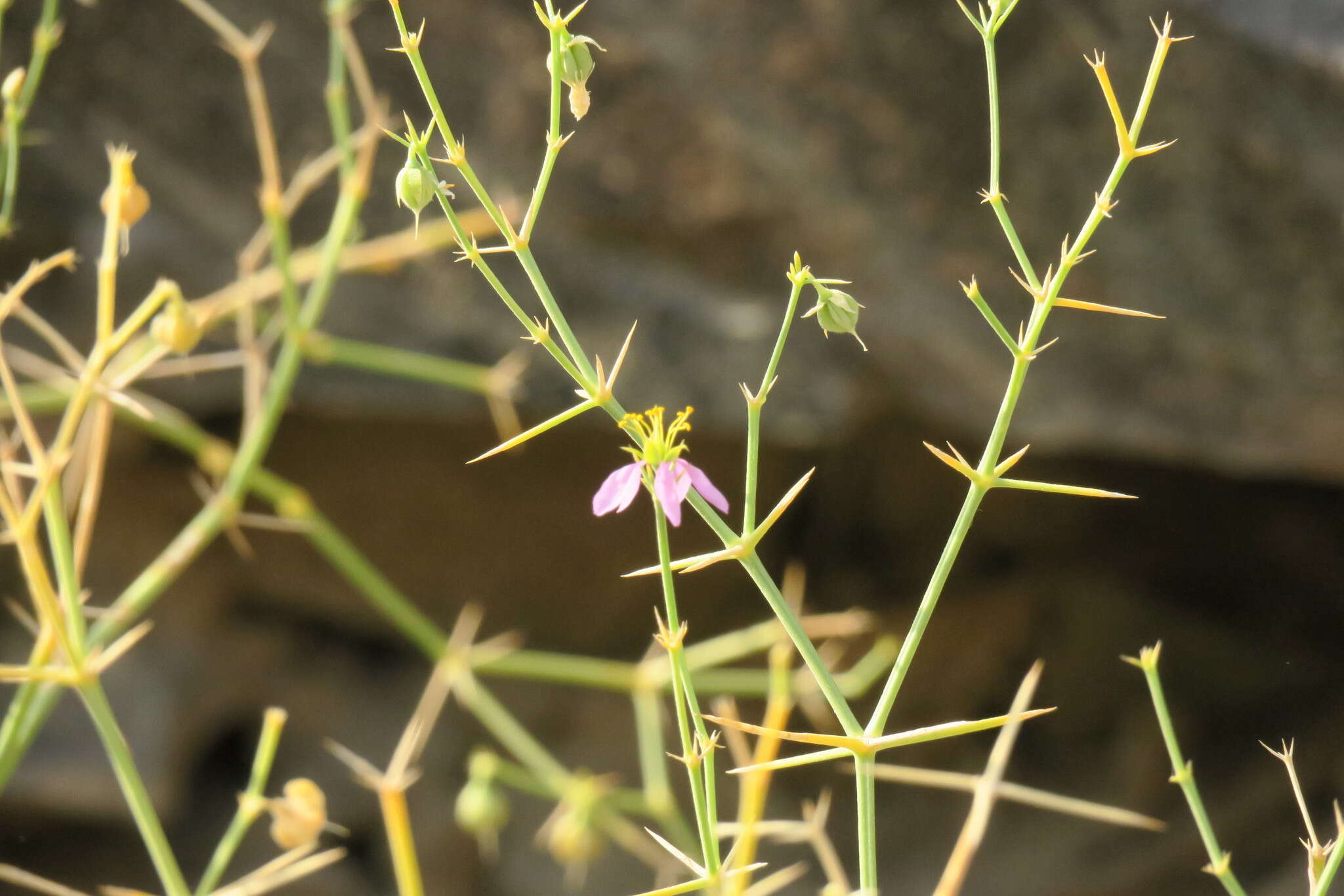 Image of Fagonia indica Burm. fil.