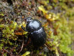 Image of Phelotrupes (Eogeotrupes) formosanus (Miwa 1930)