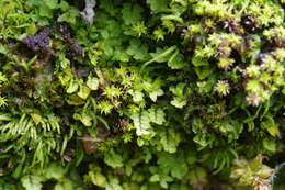 Слика од Cyrtomnium hymenophylloides T. Koponen 1968