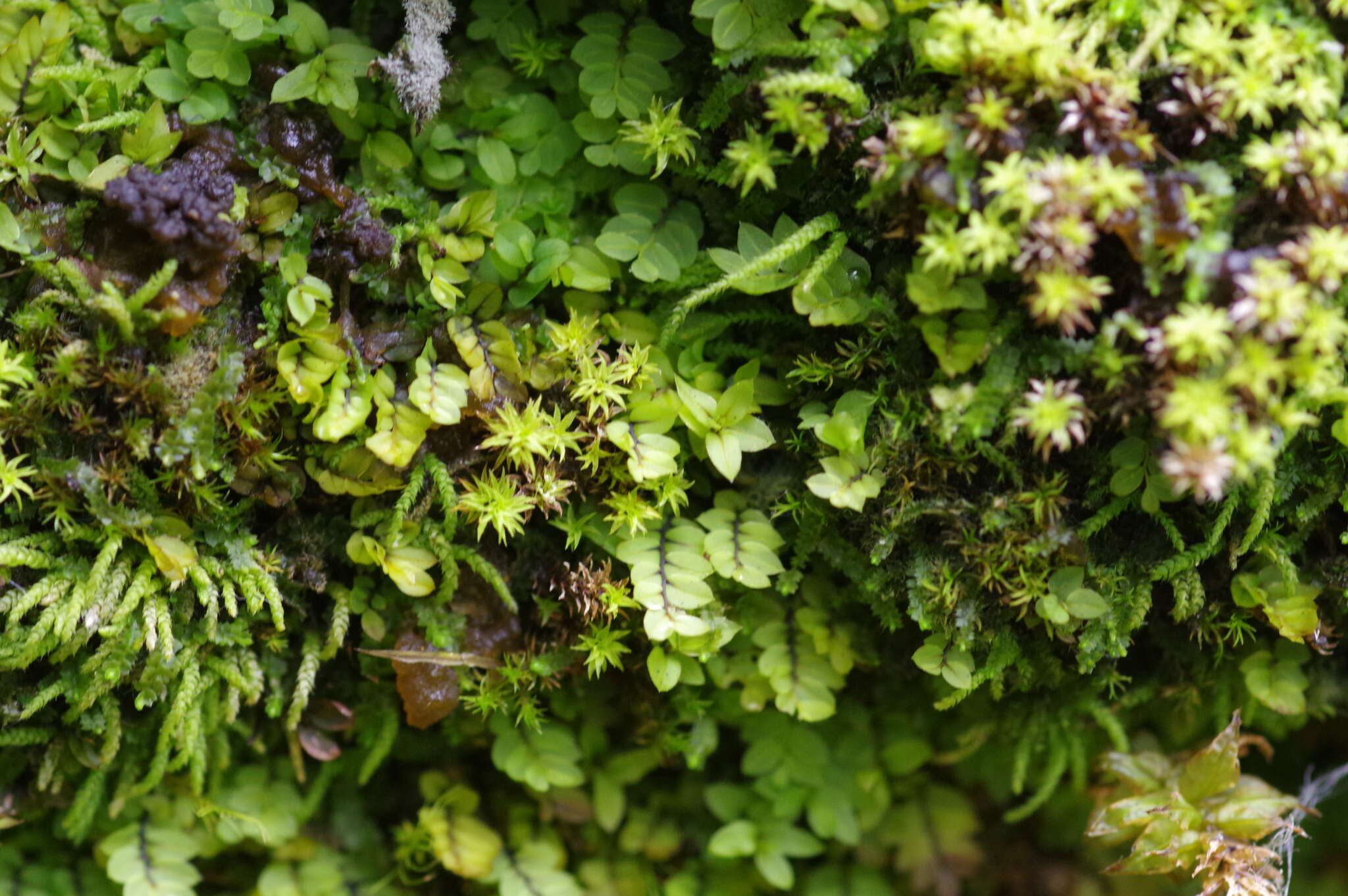 Image of cyrtomnium moss