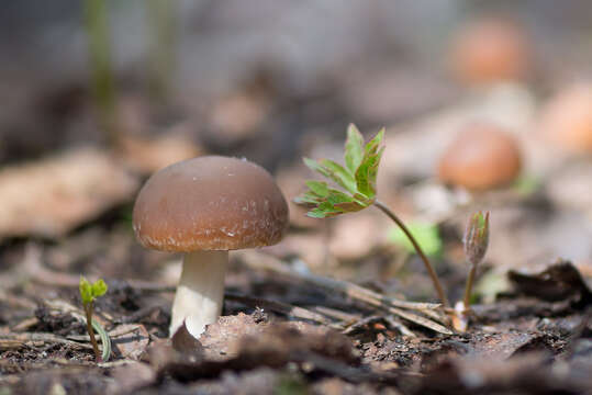 Image of Psathyrella spadiceogrisea (Schaeff.) Maire 1937