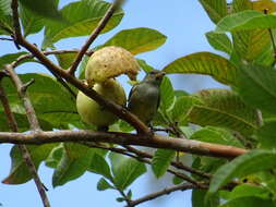 Image of Orange-bellied Flowerpecker