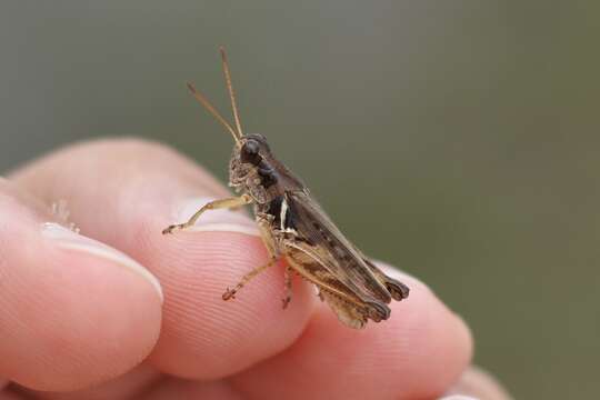 Melanoplus confusus Scudder & S. H. 1897的圖片