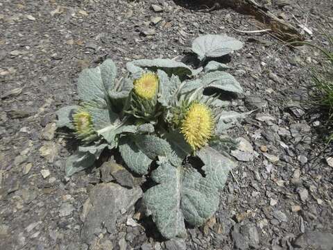 Image of Berardia lanuginosa (Lam.) Fiori & Paol.