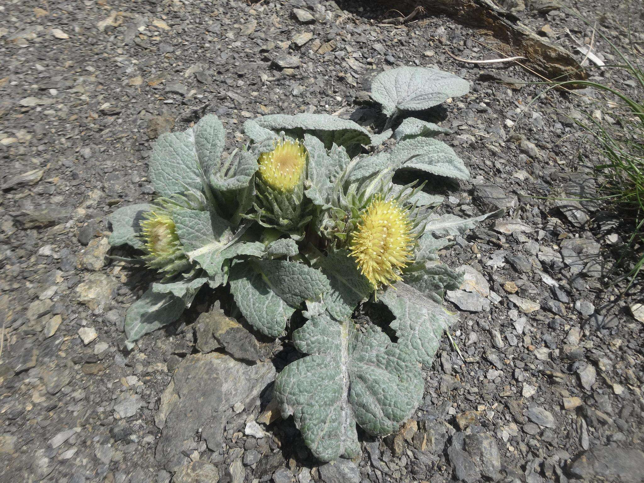 Image of Berardia lanuginosa (Lam.) Fiori & Paol.