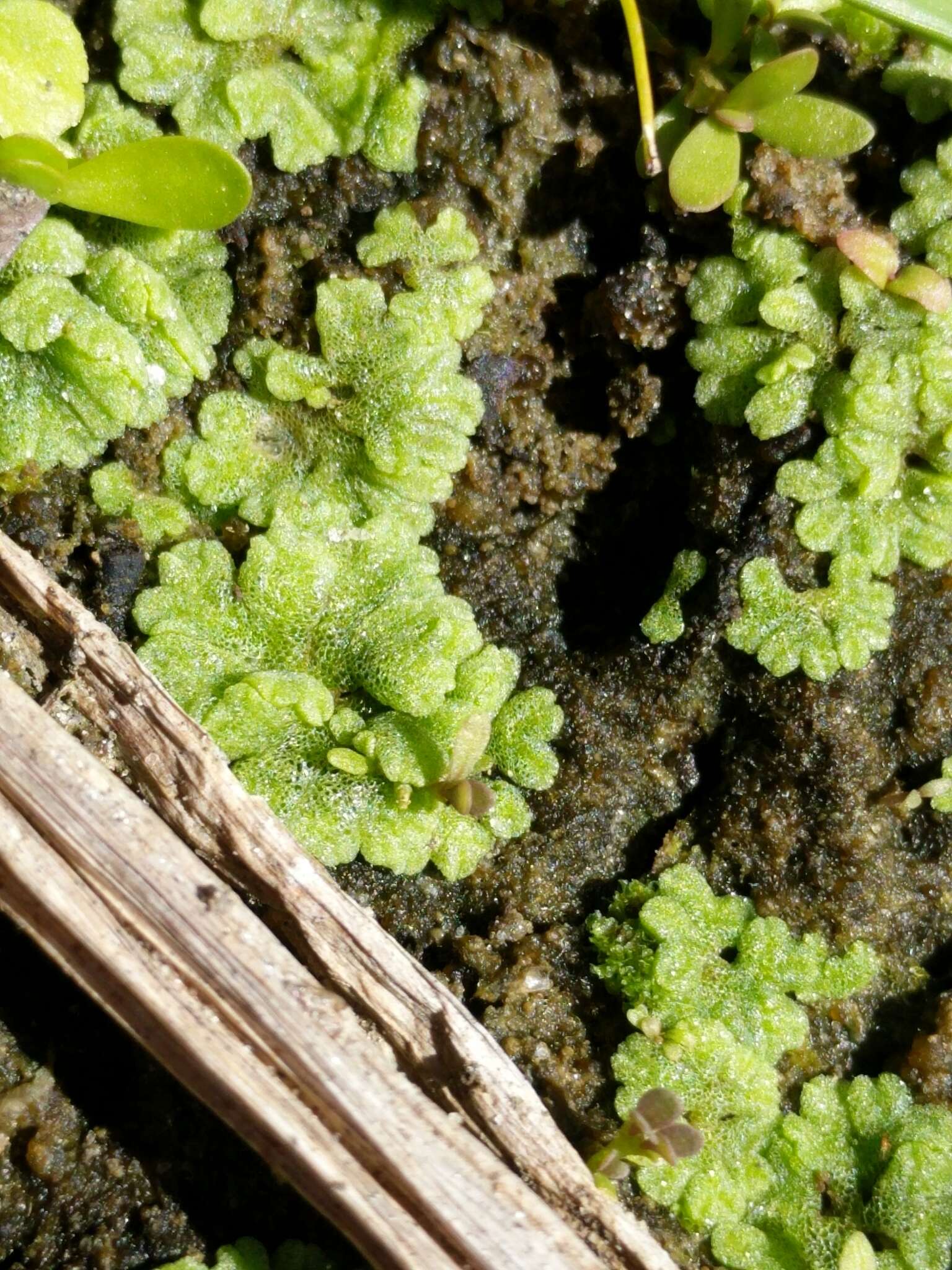 Image of Riccia cavernosa Hoffm.