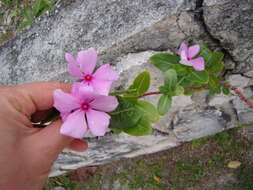 Image of Madagascar periwinkle