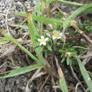 Image of Portulaca brevifolia Urb.