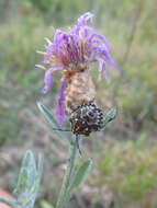 Image of Centaurea jacea subsp. substituta (Czer.) A. D. Mikheev